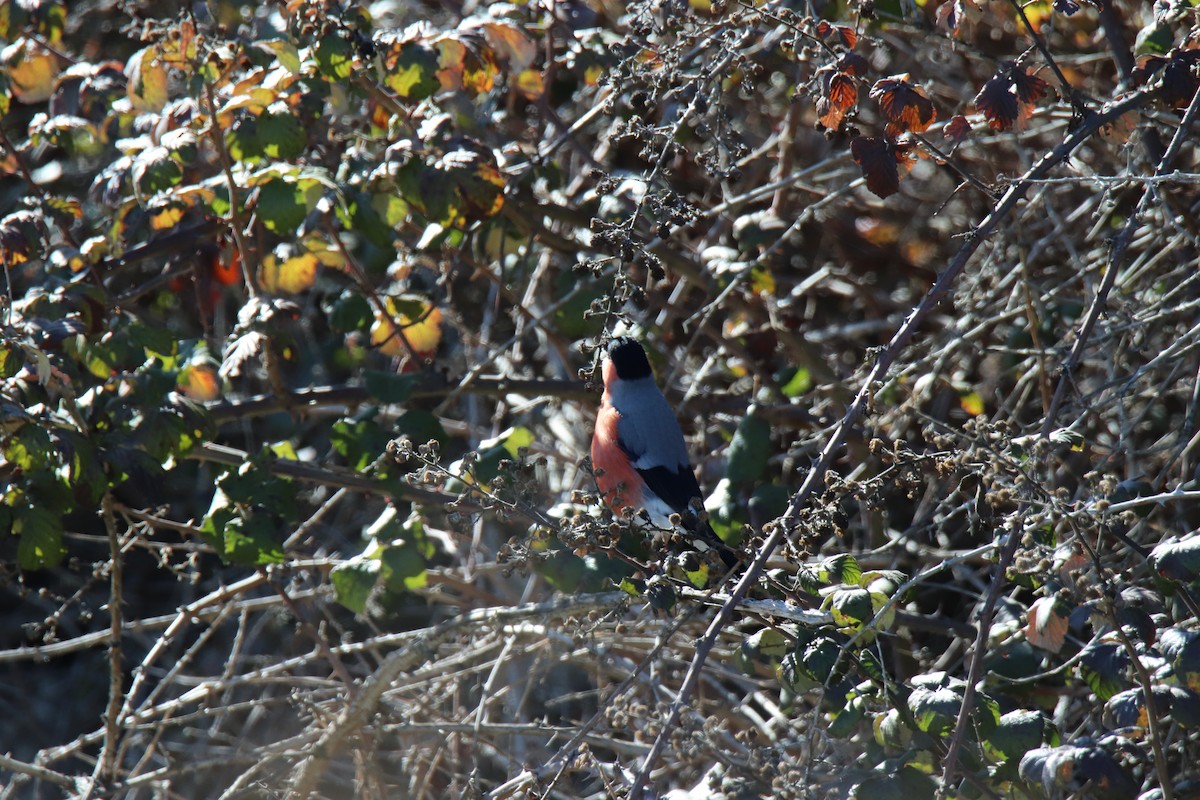 Eurasian Bullfinch - ML540122751