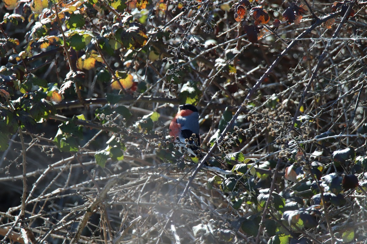 Eurasian Bullfinch - ML540122761