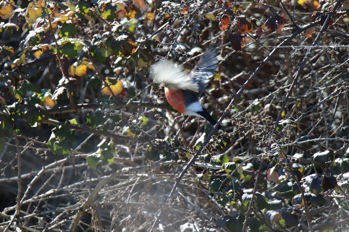 Eurasian Bullfinch - ML540122771