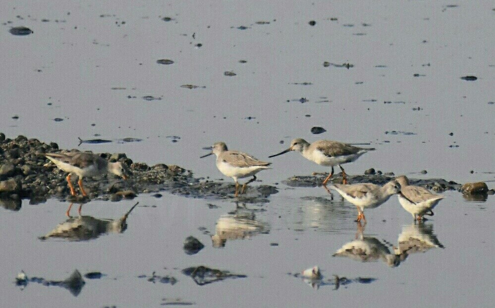 Terek Sandpiper - ML54012301