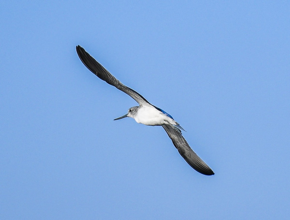 Common Greenshank - ML540123671