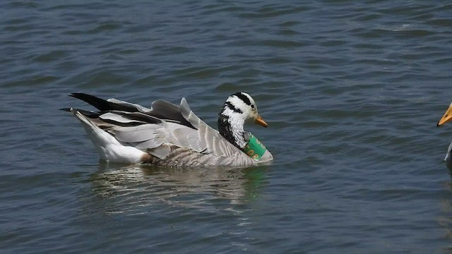 Bar-headed Goose - ML540123971