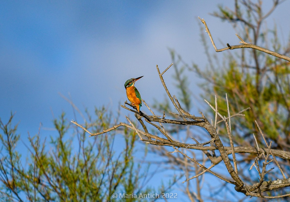 Common Kingfisher - ML540124151