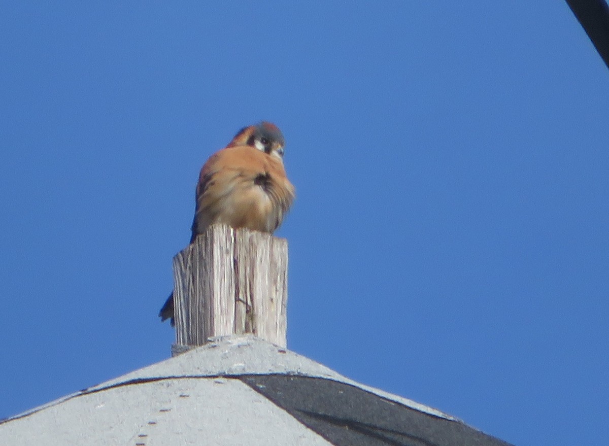 American Kestrel - ML540124771