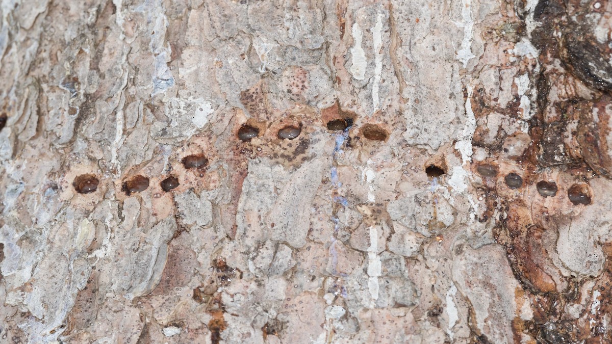 Yellow-bellied Sapsucker - ML540125521