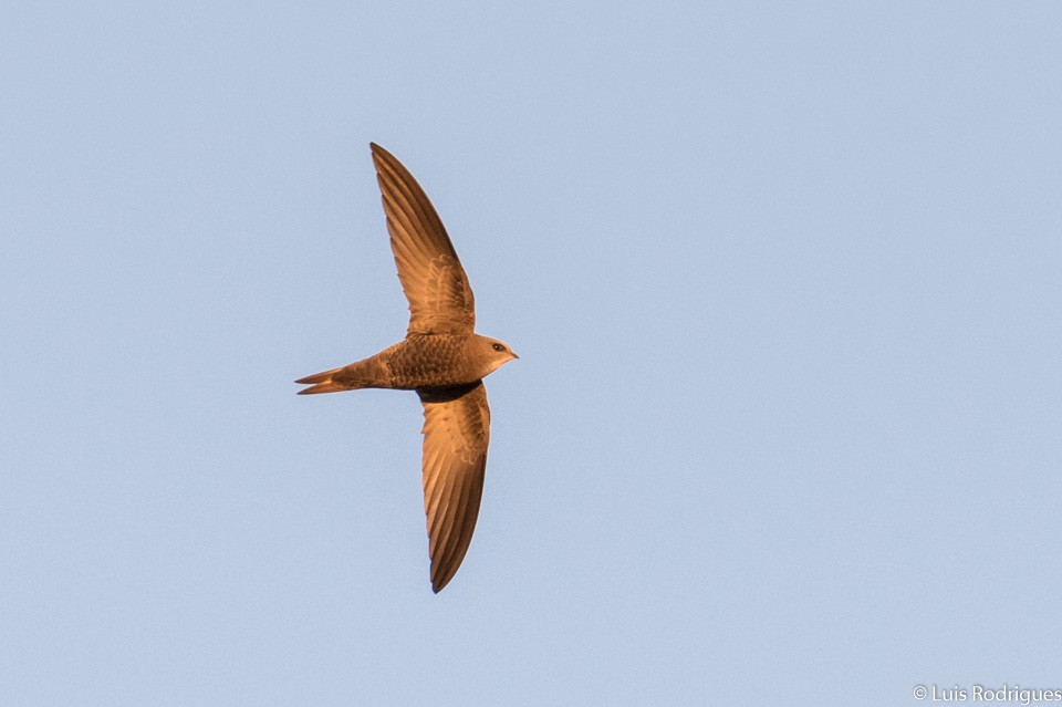 Pallid Swift - Luis Rodrigues