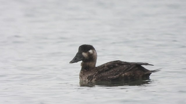 Surf Scoter - ML540126391