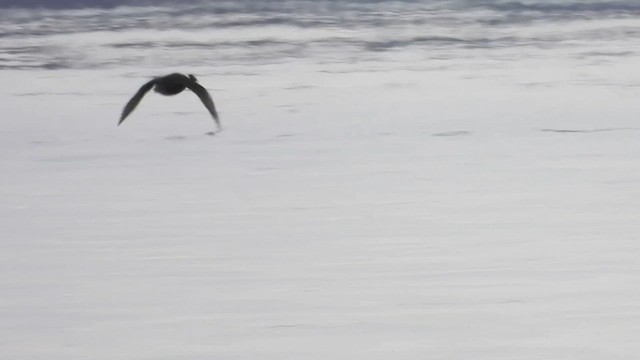 Surf Scoter - ML540126921