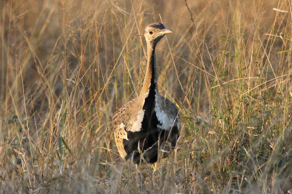 Black-bellied Bustard - ML54012731