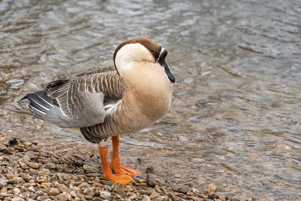 Swan Goose (Domestic type) - ML540127631