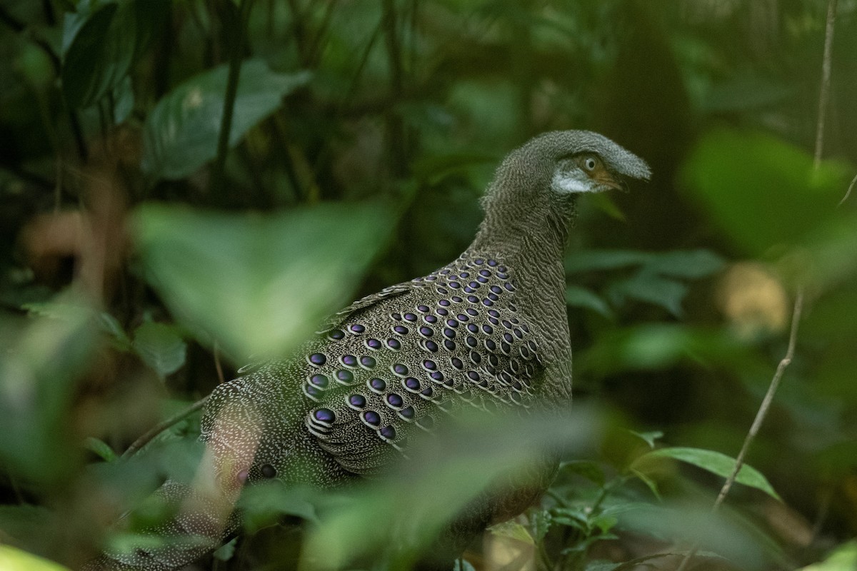 Gray Peacock-Pheasant - ML540127651