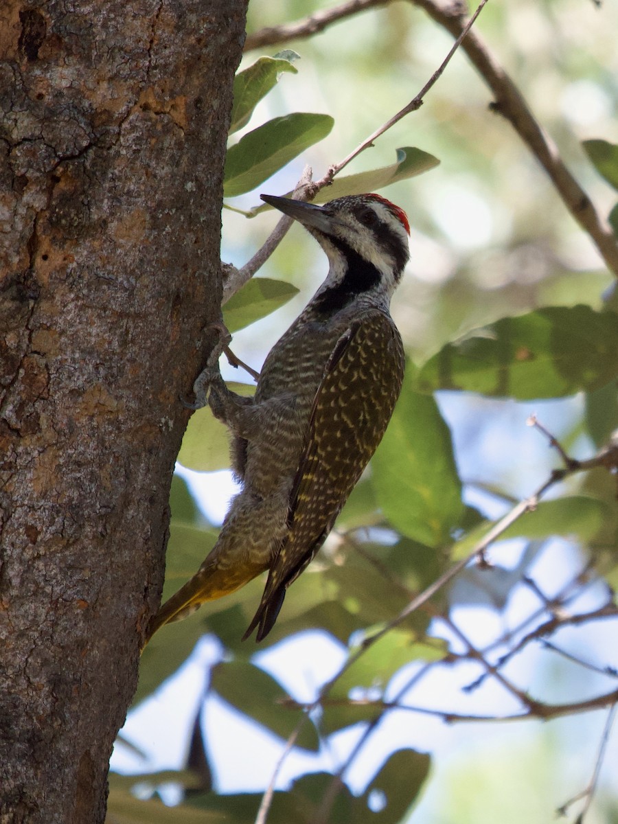 Bearded Woodpecker - Brigitte Tombers