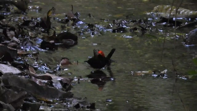 Red-capped Manakin - ML540129961