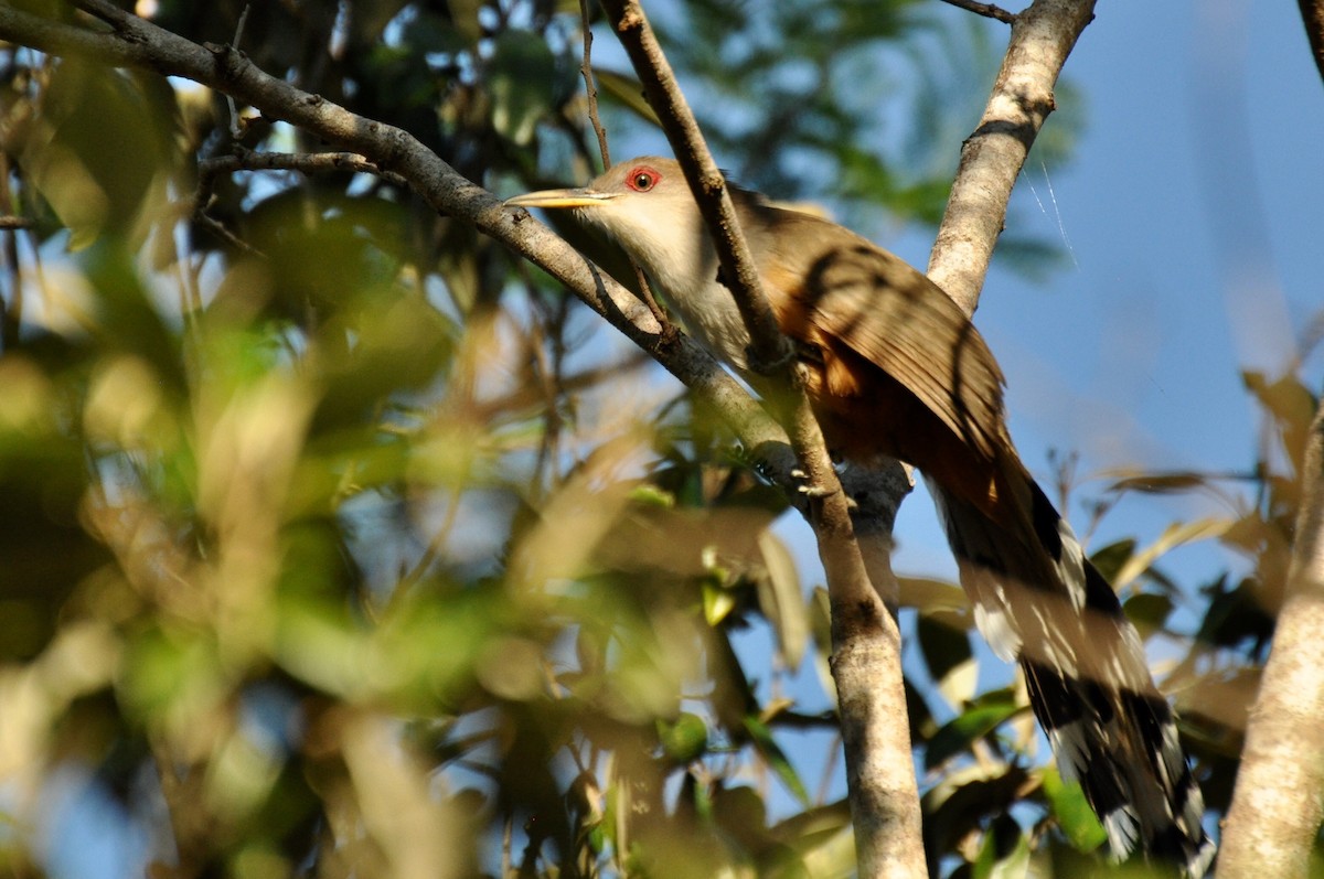 Puerto Rican Lizard-Cuckoo - James Thompson