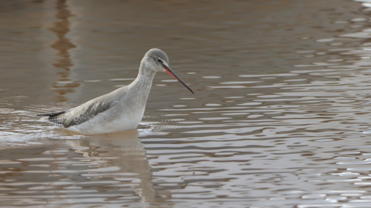Spotted Redshank - ML540130321