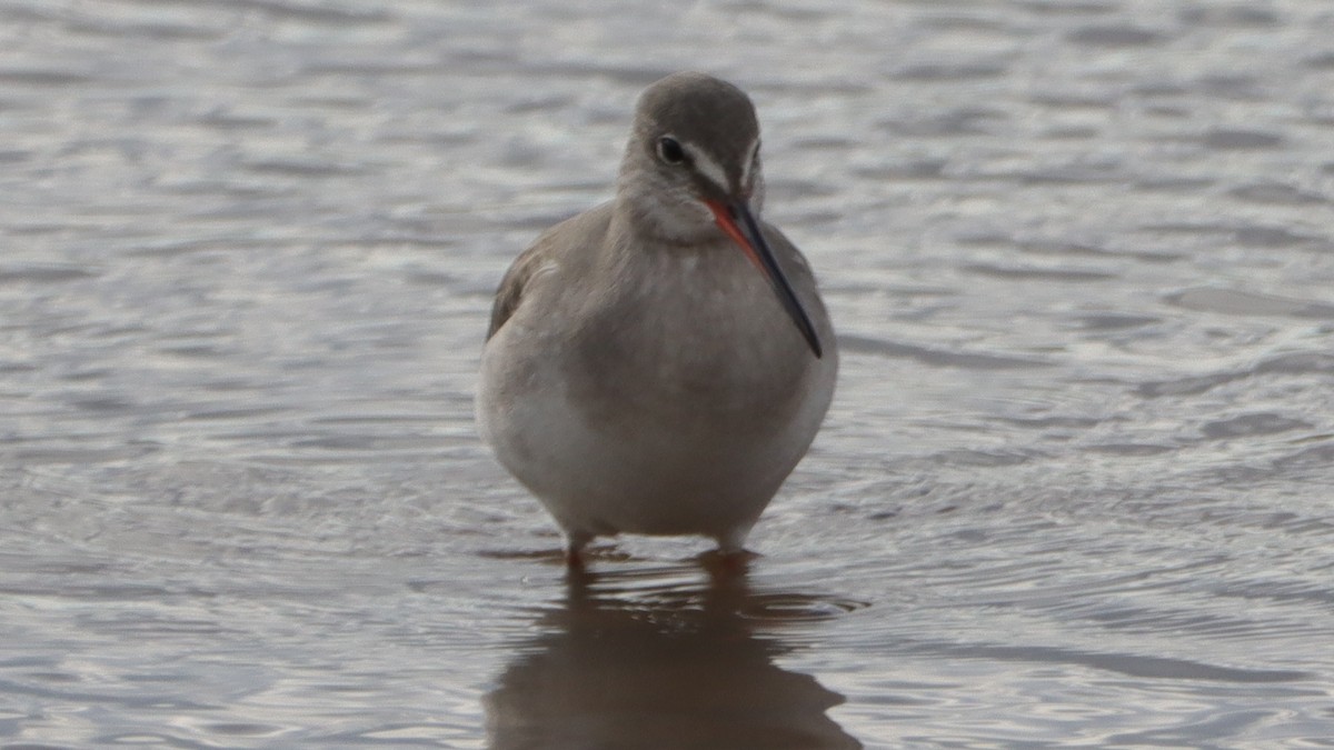 Spotted Redshank - ML540130361