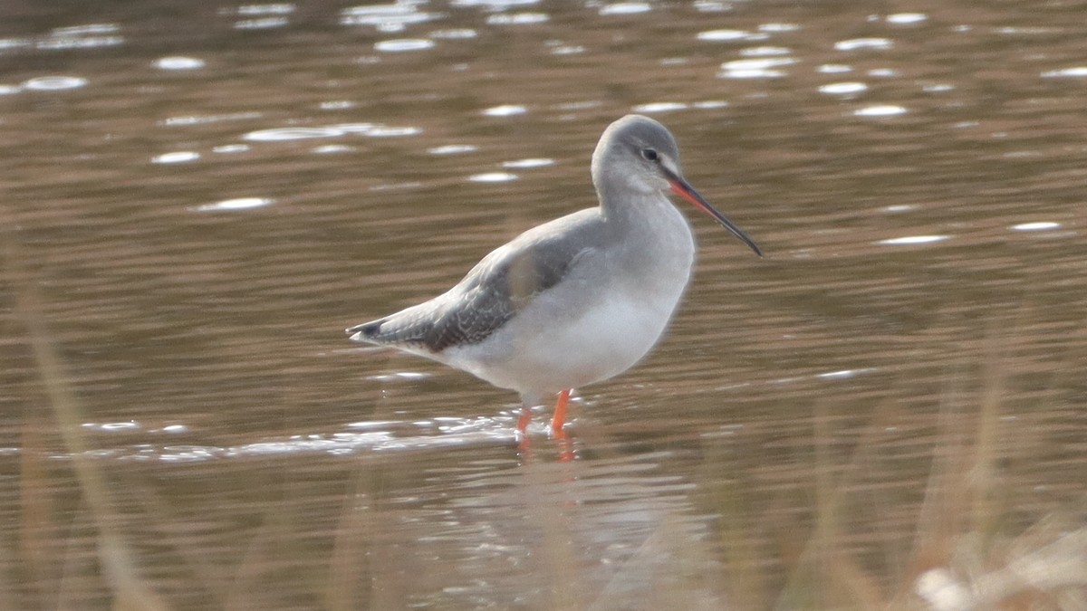 Spotted Redshank - ML540130371