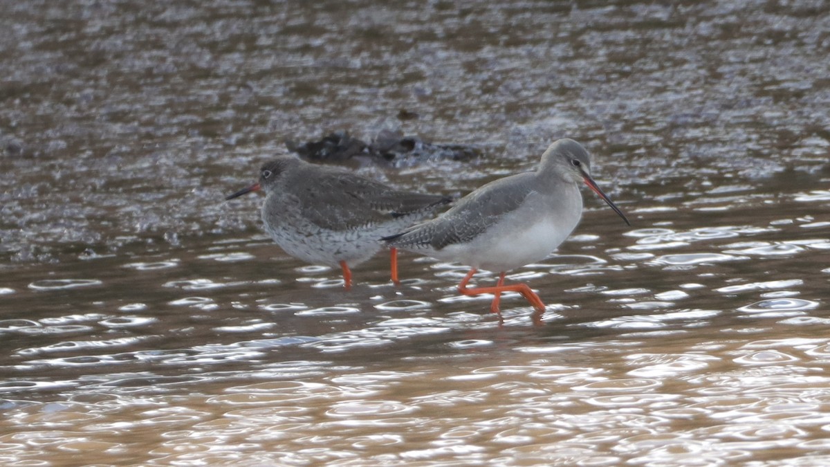 Spotted Redshank - ML540130391