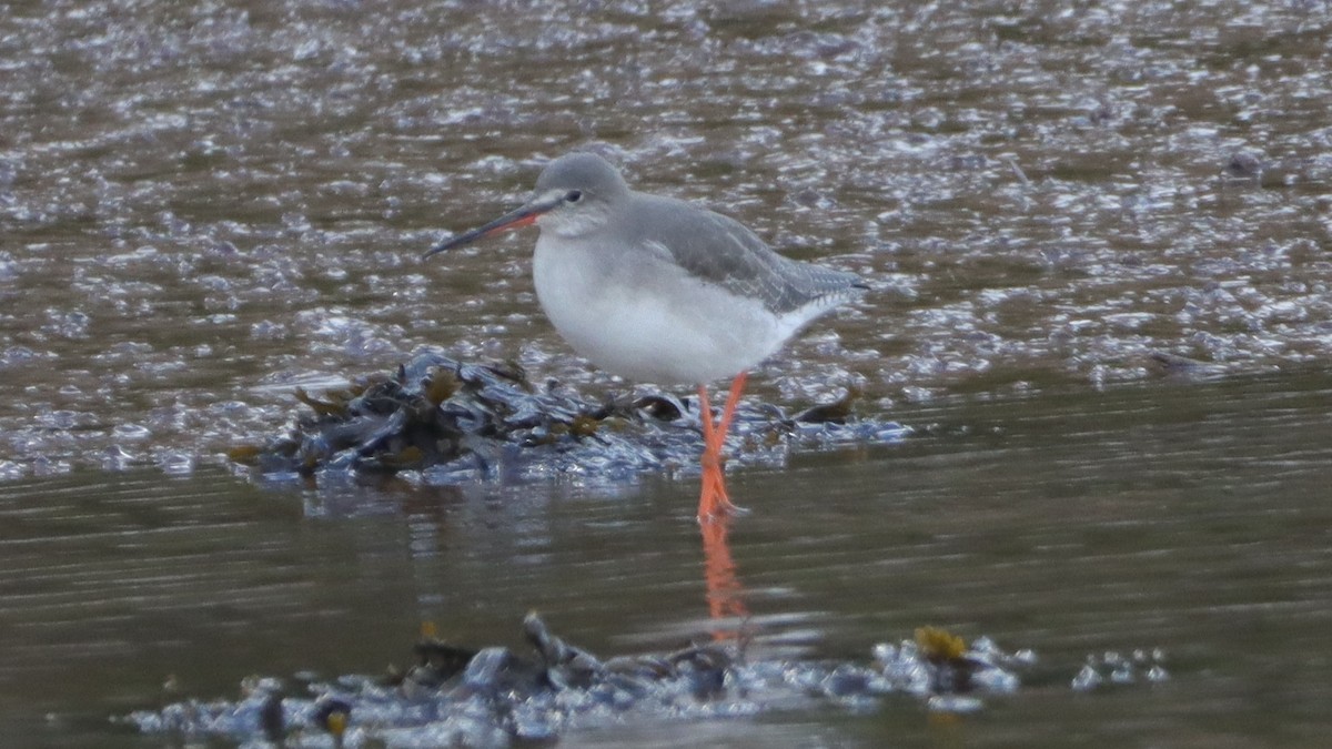 Spotted Redshank - ML540130441