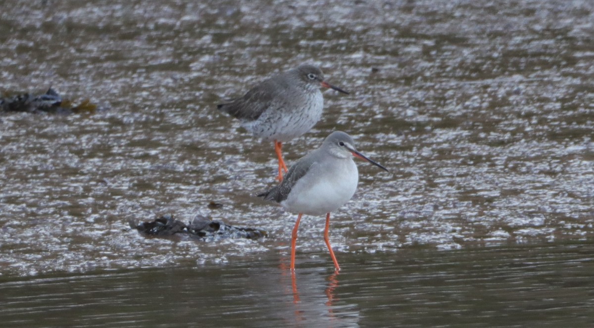 Spotted Redshank - ML540130531