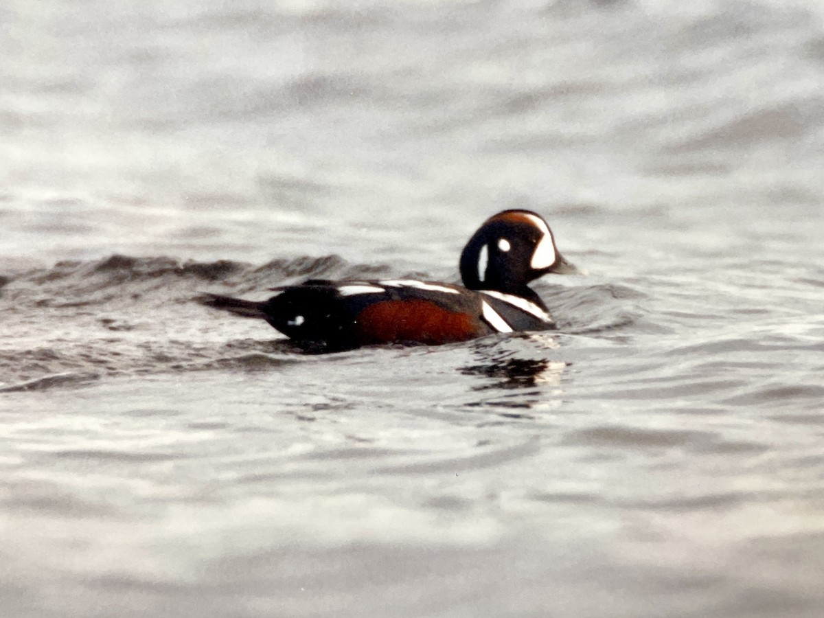 Harlequin Duck - ML540130731