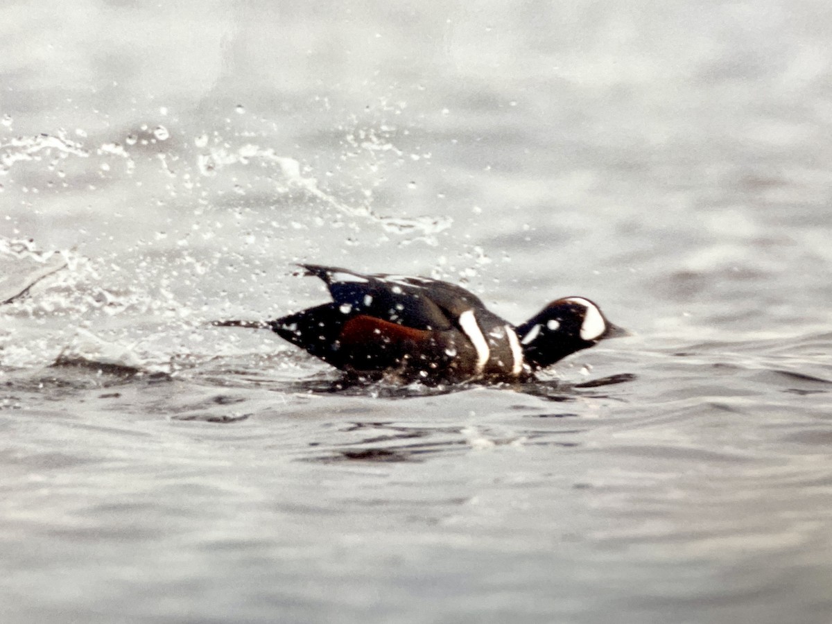 Harlequin Duck - ML540130761