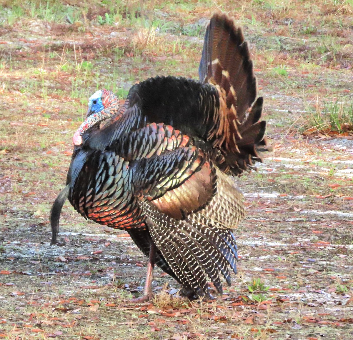 Wild Turkey - ML540132441