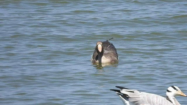 אווז לבן-מצח (אירואסייתי) - ML540135981