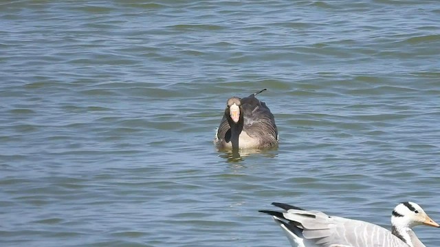 Greater White-fronted Goose (Eurasian) - ML540135981