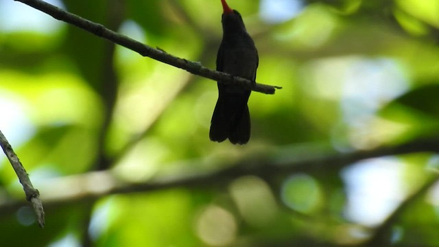 Blue-throated Goldentail - ML540136291