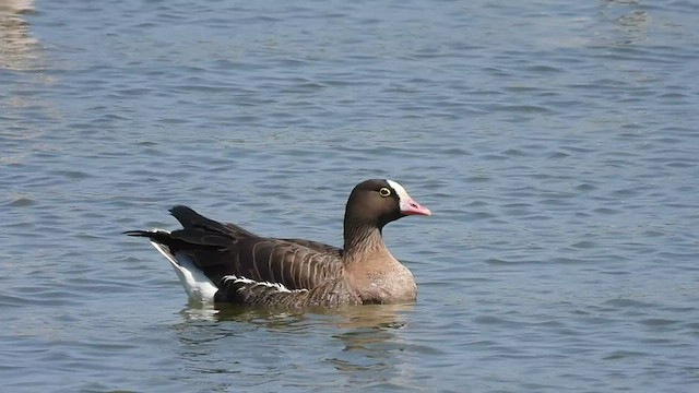 Lesser White-fronted Goose - ML540137581