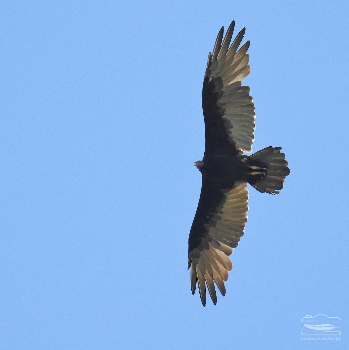 Turkey Vulture - ML540139171