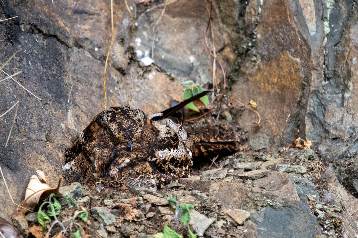 Lyre-tailed Nightjar - ML540139961