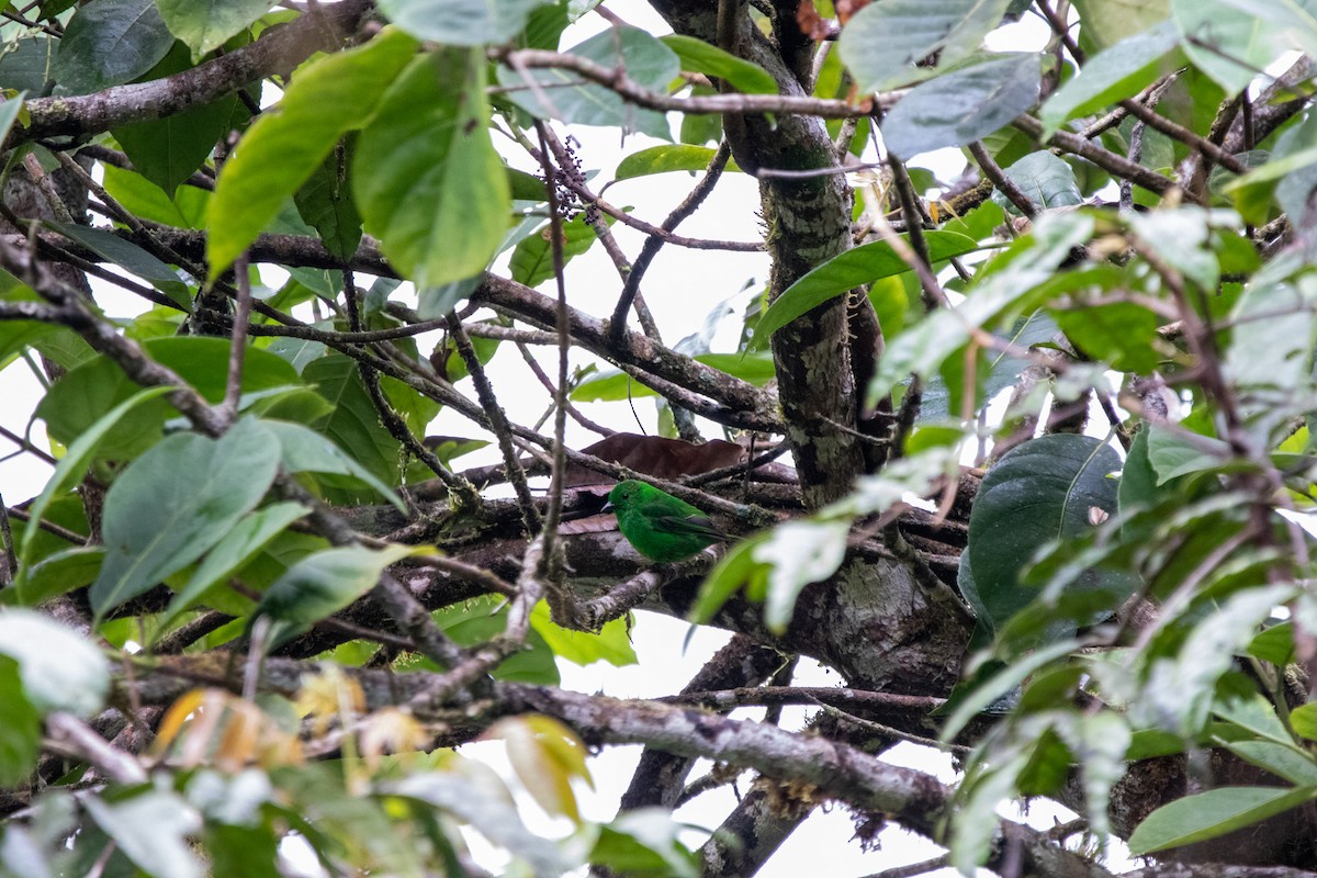 Glistening-green Tanager - ML540140011