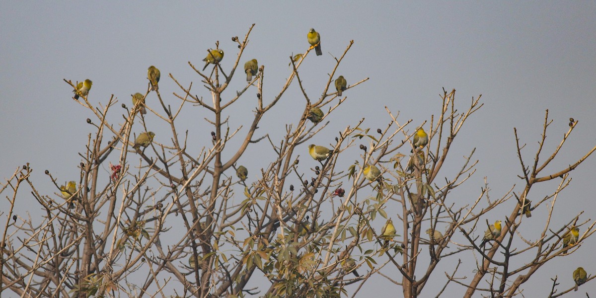 Yellow-footed Green-Pigeon - ML540140341