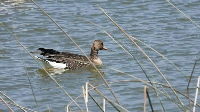 Greater White-fronted Goose (Eurasian) - ML540141661