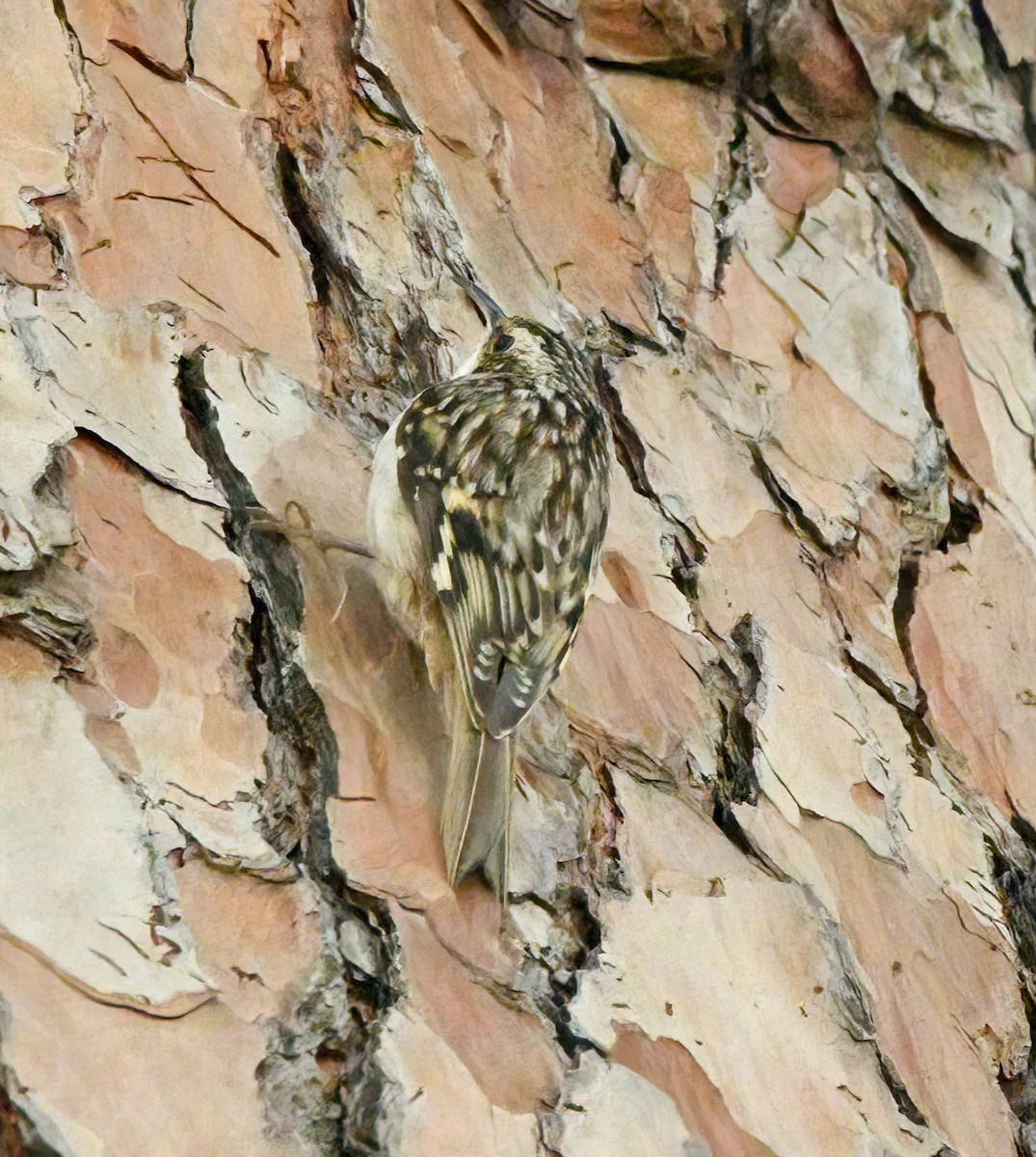 Brown Creeper - ML540141811