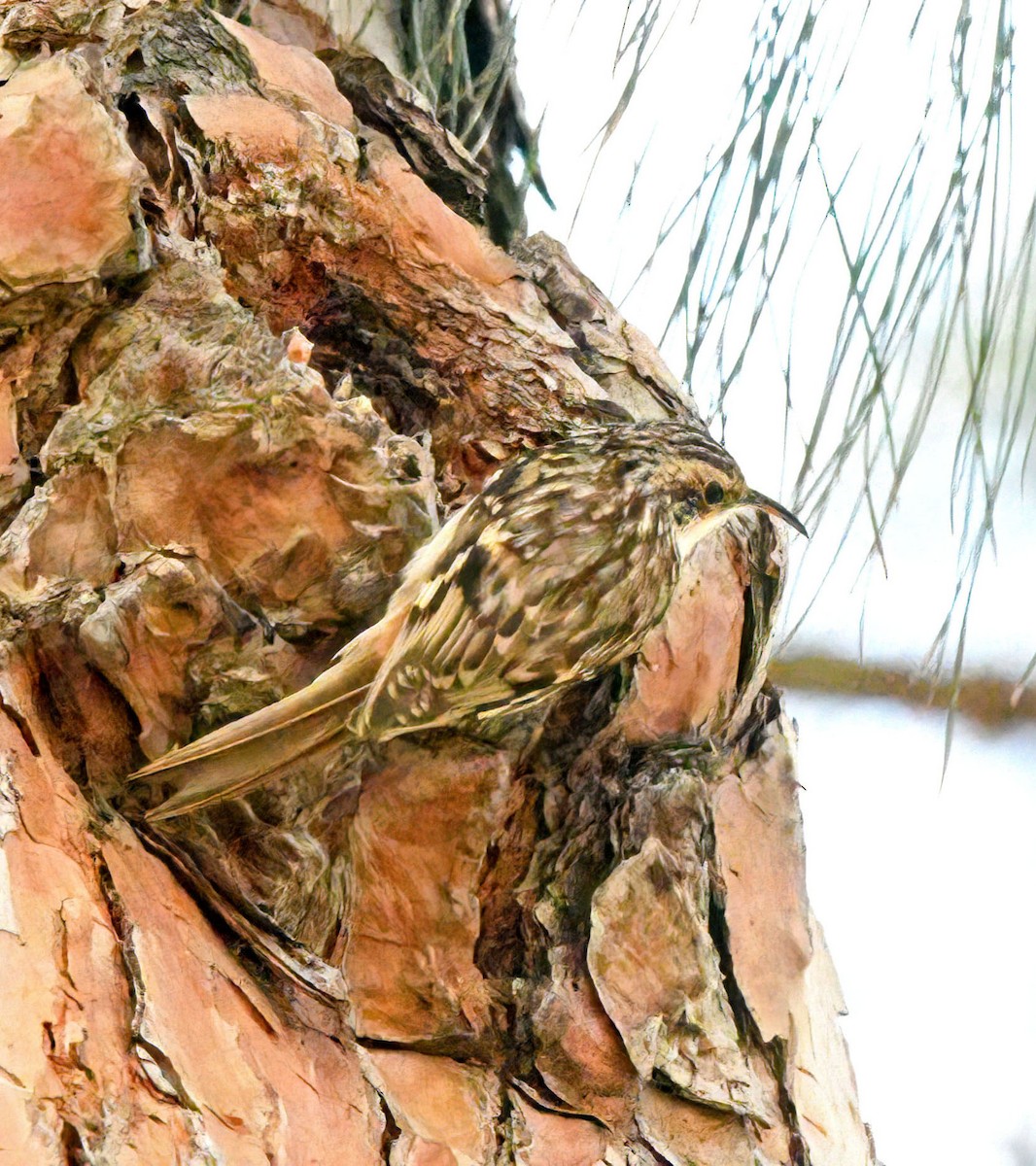 Brown Creeper - ML540141821