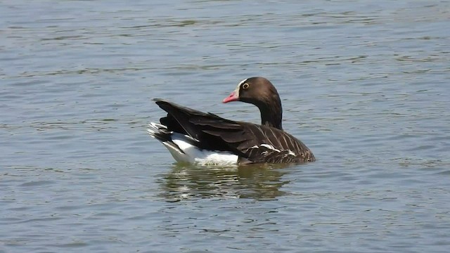 Lesser White-fronted Goose - ML540142481