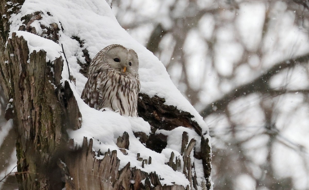 Ural Owl - ML540143601