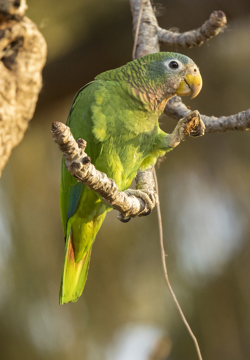 Yellow-billed Parrot - Peter Hawrylyshyn