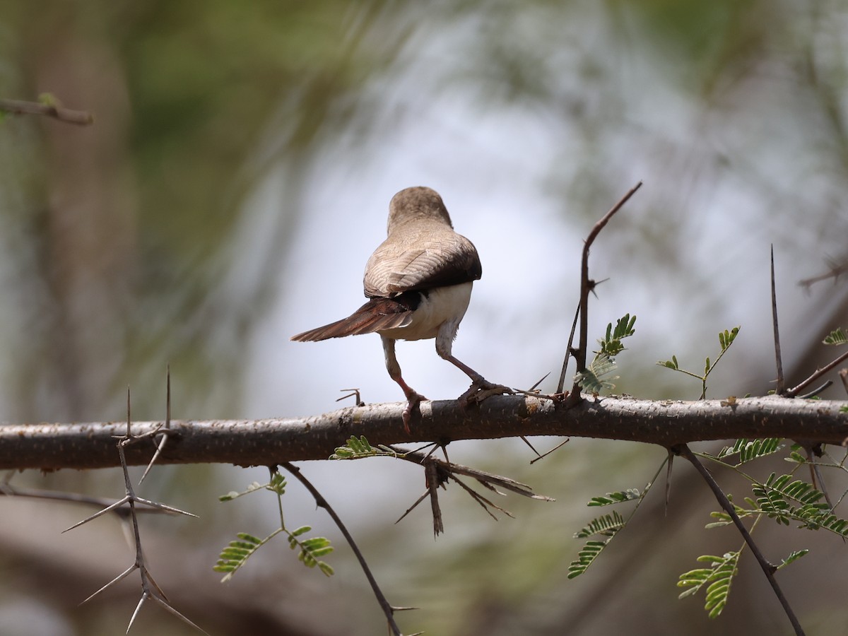 African Silverbill - ML540144371