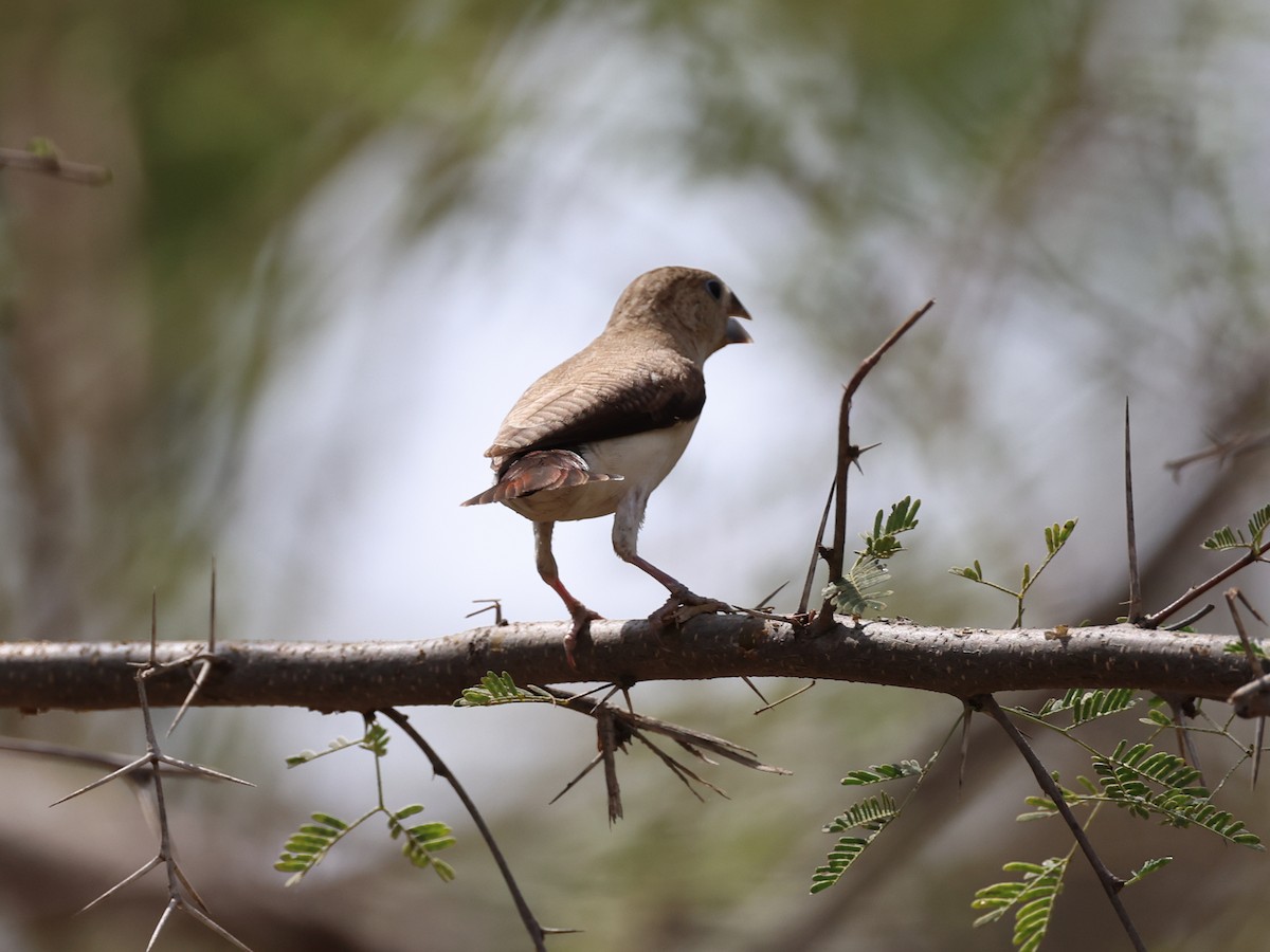 African Silverbill - ML540144381
