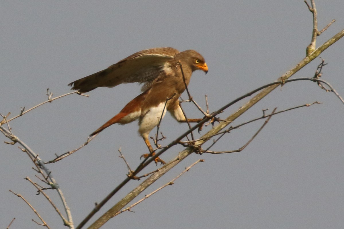 Rufous-winged Buzzard - Paul Anderson