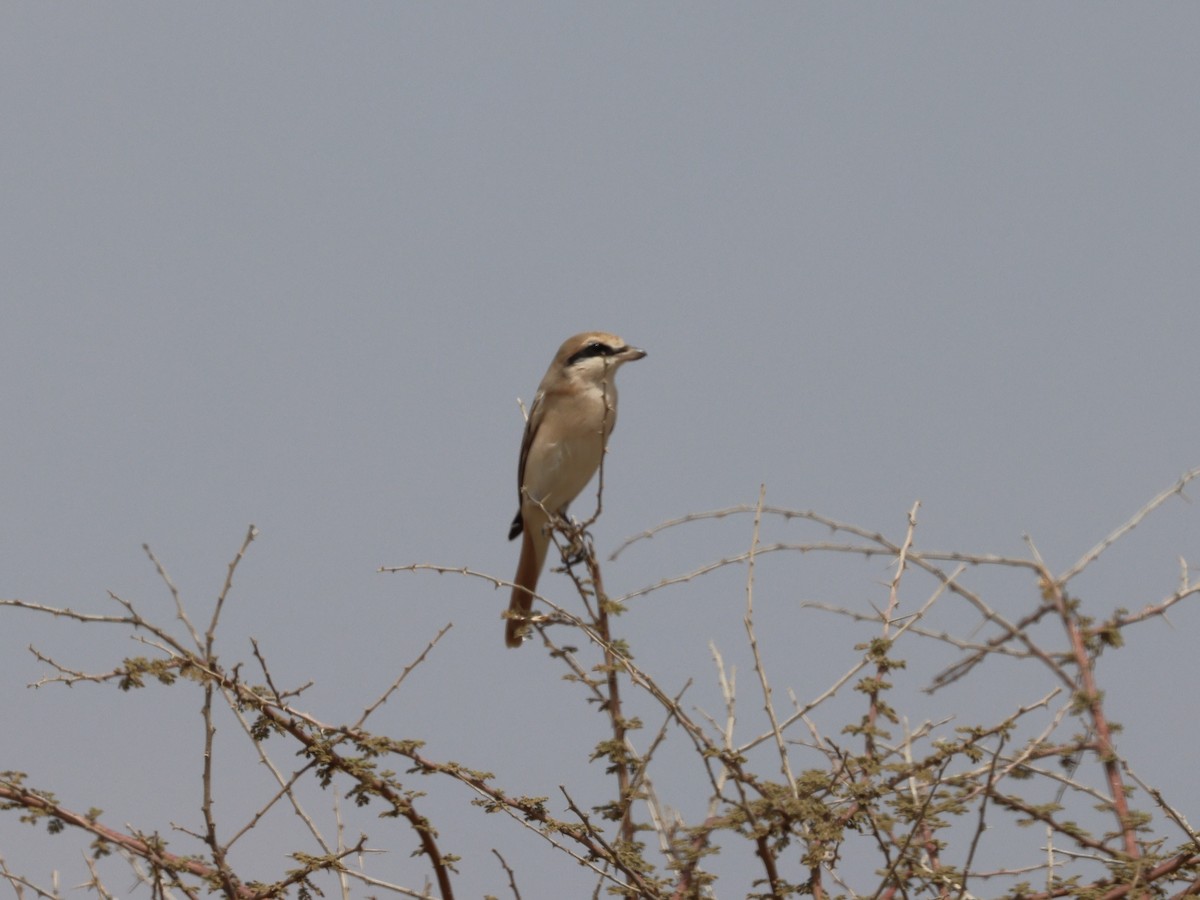 Isabelline Shrike (Daurian) - ML540146301