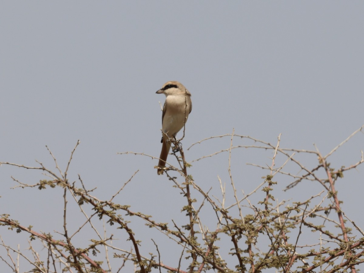 Isabelline Shrike (Daurian) - ML540146311