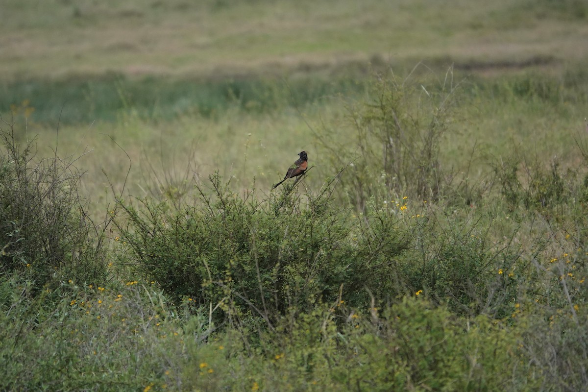 Black Coucal - ML540146481