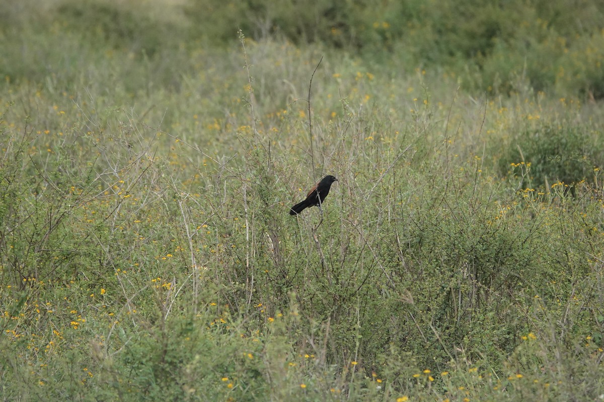 Black Coucal - ML540146551