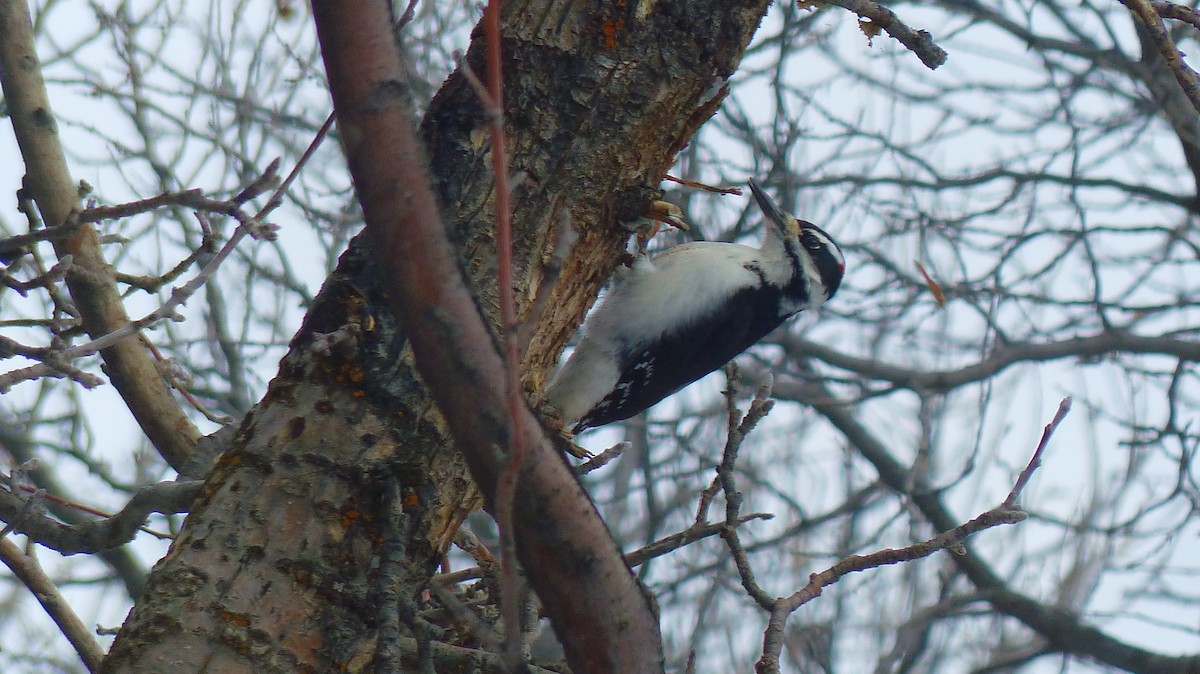 Hairy Woodpecker - ML540147391