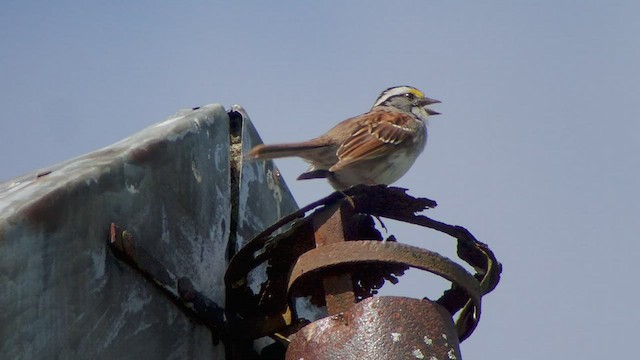 White-throated Sparrow - ML540147821